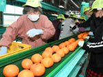 「味は天下一品」 こおげ花御所柿初出荷