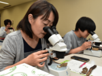 「変形菌」に親しむ 鳥取県立博物館で野外観察会