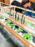 養殖とイチゴ栽培同時に 小代内水面組合の事業承継に取り組む3人 水循環させ生産