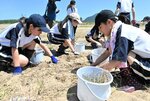 ラッキョウの収穫に挑戦 福部未来学園の生徒20人