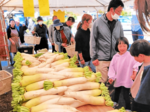 新鮮な秋野菜に行列 うみがみ収穫祭 多彩なイベントも