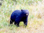 クマの餌 14年ぶり大凶作 県森林動物研究センター調査 人里出没、冬眠前まで警戒を