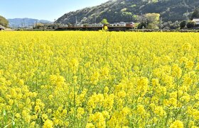 やくも百景 新旧交代を追う(22) 菜の花畑を駆ける JR伯備線伯耆溝口-岸本間(4月21日撮影)