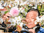幸せな味わい目指し 香住で梨の交配作業ピーク