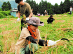 一株ずつ、丁寧に 新温泉で小麦の収穫祭