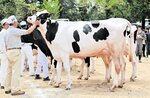 乳牛29頭 堂々と 大山町 共進会5年ぶり