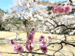 樗谿公園の梅の花見頃