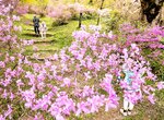 遅咲きの春 満喫 ミツバツツジが満開 日野・滝山公園